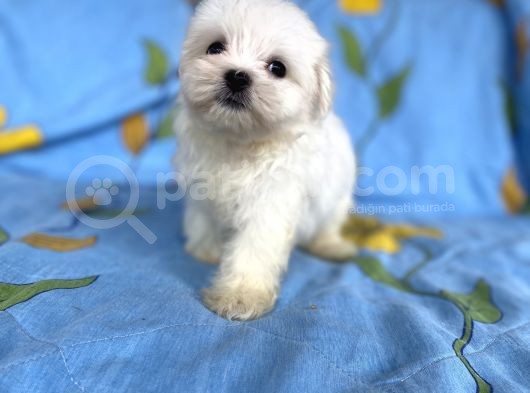 Lekesiz Erkek Maltese Yavrumuz görsel