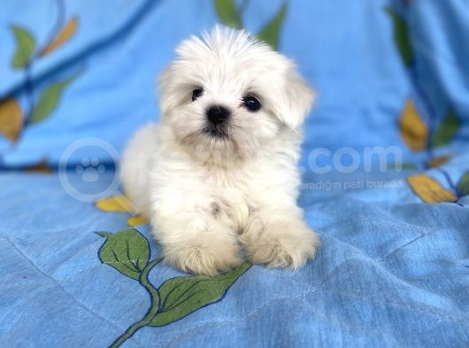 0 Numara Lekesiz Maltese Kizimiz görsel