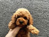 Orji̇nal Toy Poodle Yavrularimiz