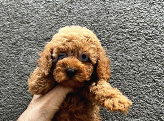 Orji̇nal Toy Poodle Yavrularimiz görsel