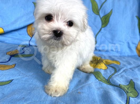 Lekesiz Erkek Maltese Yavrumuz görsel