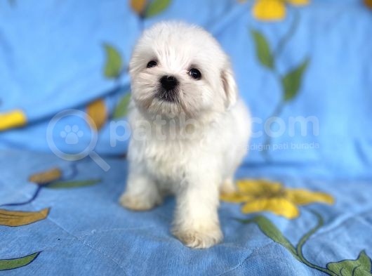 Lekesiz Erkek Maltese Yavrumuz görsel