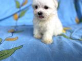 Lekesiz Erkek Maltese Yavrumuz