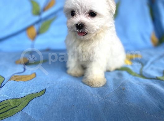 Lekesiz Erkek Maltese Yavrumuz görsel