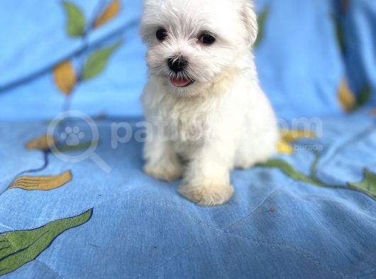 Lekesiz Erkek Maltese Yavrumuz görsel