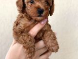 Poodle bebekleri