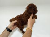 55 Günlük Red Brown Anne Baba Kore Erkek Poodle