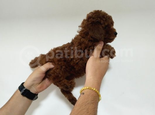 55 Günlük Red Brown Anne Baba Kore Erkek Poodle görsel