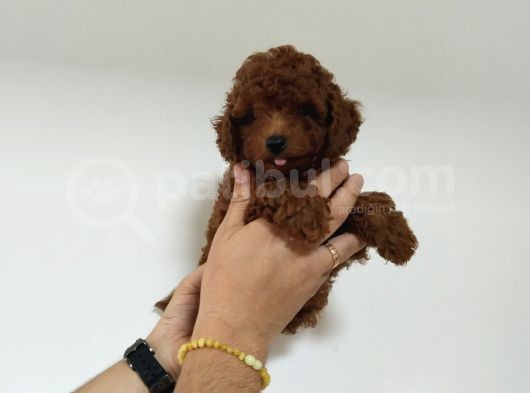 55 Günlük Red Brown Anne Baba Kore Erkek Poodle görsel
