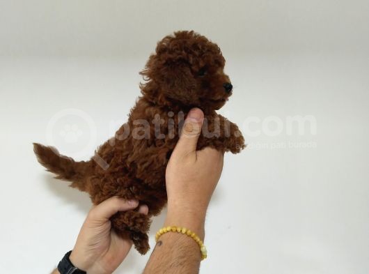 55 Günlük Red Brown Anne Baba Kore Erkek Poodle