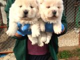 ÜST KALİTE BEYAZ CHOW CHOW YAVRULAR