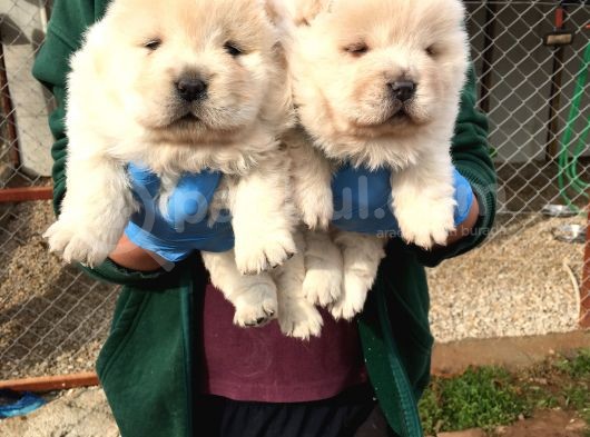 Üst Kali̇te Beyaz Chow Chow Yavrular