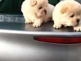 Üst Kali̇te Beyaz Chow Chow Yavrular