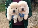 Üst Kali̇te Beyaz Chow Chow Yavrular