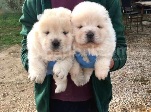 Üst Kali̇te Beyaz Chow Chow Yavrular görsel