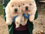Üst Kali̇te Beyaz Chow Chow Yavrular