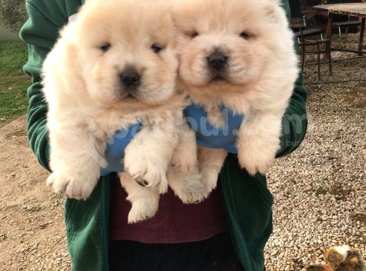 Üst Kali̇te Beyaz Chow Chow Yavrular görsel