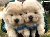 Üst Kali̇te Beyaz Chow Chow Yavrular