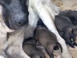 Scr Li Kangal Bebekler