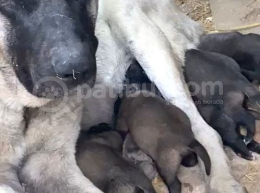 Scr Li Kangal Bebekler görsel