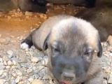 Scr Li Kangal Bebekler