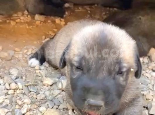 Scr Li Kangal Bebekler görsel