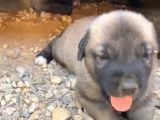 Scr li Kangal bebekler