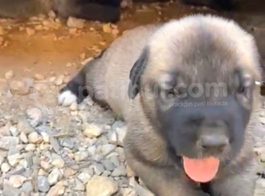 Scr Li Kangal Bebekler