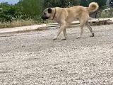 Scr Li Kangal Bebekler