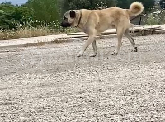 Scr Li Kangal Bebekler görsel