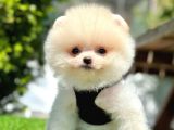 Safkan Pomeranian Boo Yavrularımız