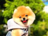 2 Aylık Üst Kalite Pomeranian Yavrular
