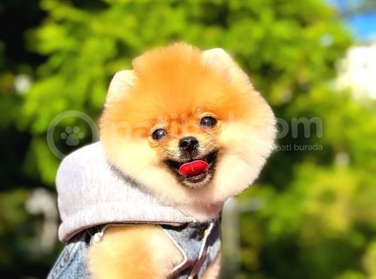 2 Aylık Üst Kalite Pomeranian Yavrular görsel