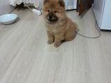 Orji̇nal Çi̇n Aslani - Chow Chow