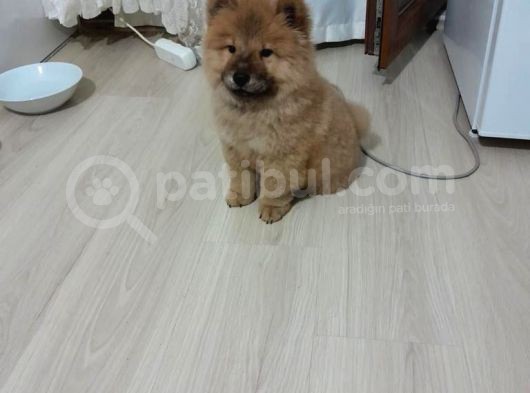 Orji̇nal Çi̇n Aslani - Chow Chow görsel