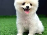 4 Aylık  Erkek Pomeranian Yavrular