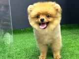 4 Aylık  Erkek Pomeranian Yavrular