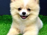 4 Aylık  Erkek Pomeranian Yavrular