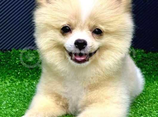 4 Aylık  Erkek Pomeranian Yavrular görsel