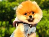 2 aylık üst kalite pomeranian yavrular