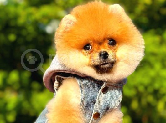 2 Aylık Üst Kalite Pomeranian Yavrular