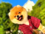 2 Aylık Üst Kalite Pomeranian Yavrular