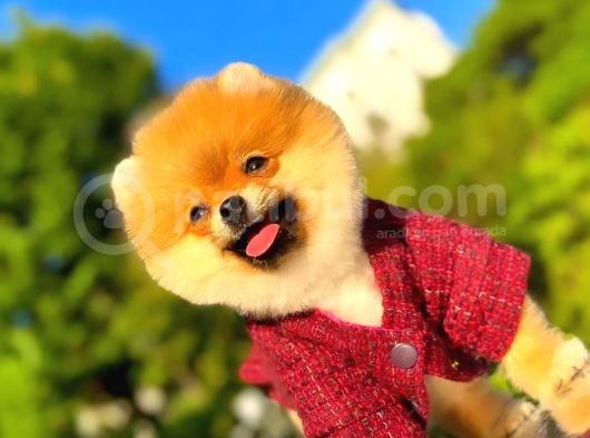 2 Aylık Üst Kalite Pomeranian Yavrular görsel