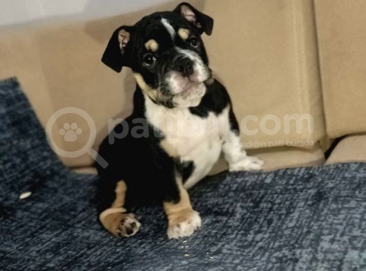 English Bulldog görsel