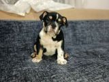 english bulldog