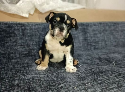 English Bulldog