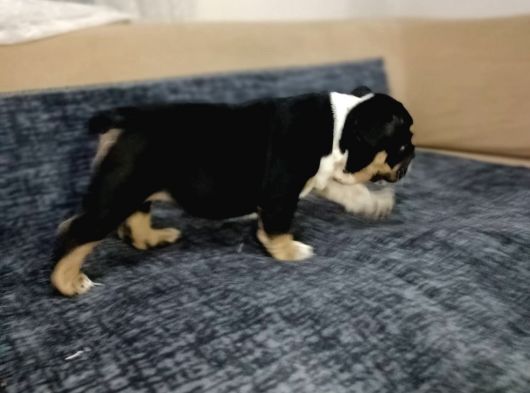 English Bulldog görsel