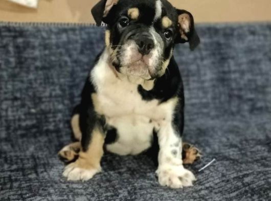 English Bulldog görsel