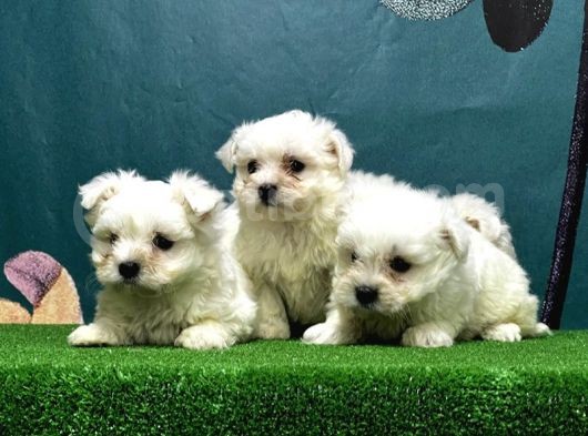 Resmi̇ Üreti̇ci̇den Maltese Terri̇er Yavrular görsel