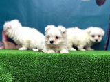 Resmi̇ Üreti̇ci̇den Maltese Terri̇er Yavrular